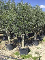 Оливковое дерево, маслина европейская - Olea europaea D50 H220