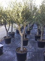 Оливковое дерево, маслина европейская - Olea europaea D45 H220