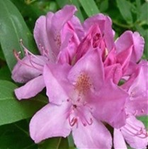 Азалия Японская - Catawbiense Roseum Elegans D23 H60