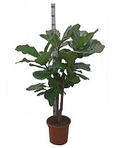 Фикус Лировидный (Лирата) бранч - Ficus Lyrata Branched D30 H130