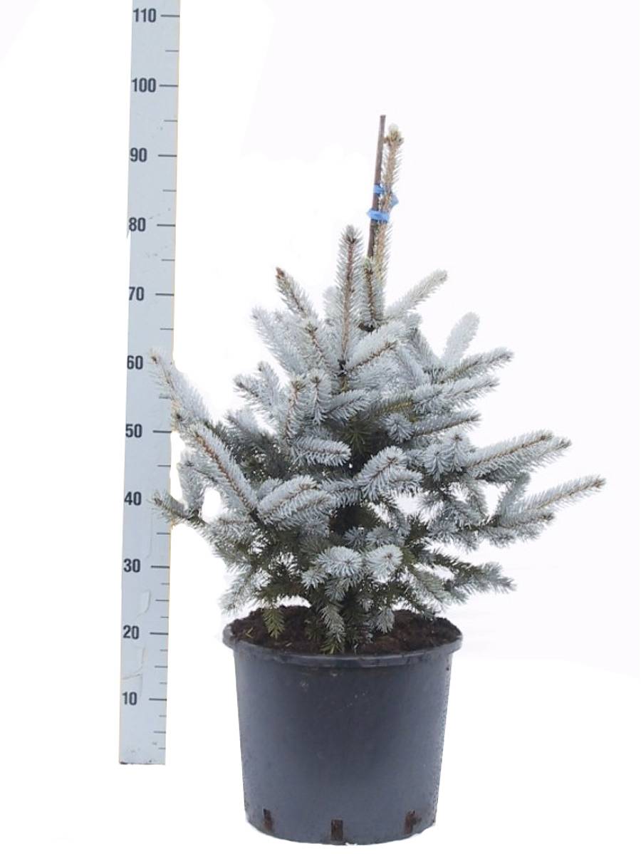 Ель колючая Хупси (Picea Pungens Hoopsii)  D25 H90