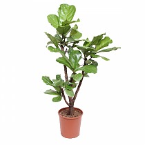 Фикус Лирата Бранч - Ficus Lyrata Branched D30 H140
