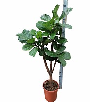 Фикус лирата бранч - Ficus Lyrata Branched D30 H140