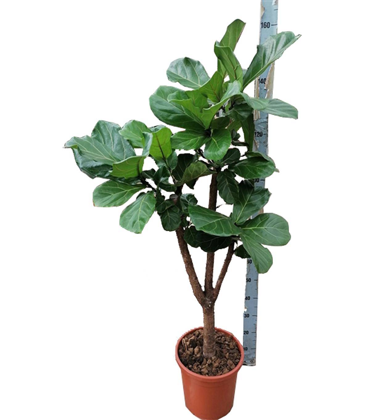 Фикус лирата бранч - Ficus Lyrata Branched D30 H140