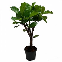 Фикус Лирата Бранч - Ficus Lyrata Branched D27 H110