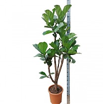 Фикус Лирата бранч - Ficus Lyrata Branched D33 H190