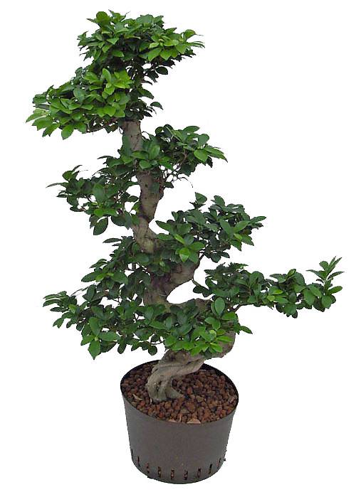 Бонсай Фикус Микрокарпа с закрученным стволом - Bonsai Ficus microcarpa D45 H115