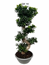 Бонсай Фикус Микрокарпа - Bonsai Ficus Ginseng D40 H144