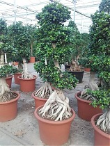 Бонсай фикус Микрокарпа /Фикус Гинсенг (женьшень) - Bonsai Ficus microcarpa D70 H240