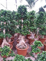 Бонсай фикус Микрокарпа /Фикус Гинсенг (женьшень) - Bonsai Ficus microcarpa D60 H230