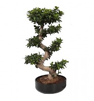 Бонсай Фикус Микрокарпа в черном керамическом кашпо - Bonsai Ficus Ginseng D45 H100