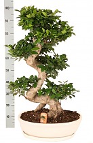 Бонсай Фикус Микрокарпа с закрученным стволом в белом керамическом кашпо - Bonsai Ficus microcarpa D50 H130