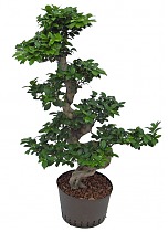Бонсай Фикус Микрокарпа с закрученным стволом - Bonsai Ficus microcarpa D45 H115