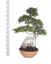 Бонсай Фикус Микрокарпа изогнутый ствол - Bonsai Ficus microcarpa D45 H120
