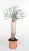 Пальма Юкка разветвленная - Yucca rostrata D40 H160