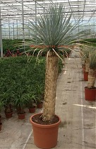 Пальма Юкка разветвленная - Yucca rostrata D48 H200