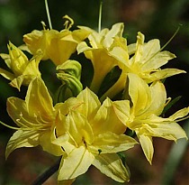 Азалия Нарциссифлора - Azalea Narcissiflora D9 H25
