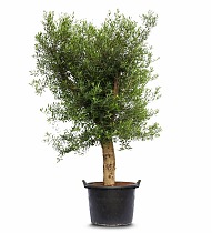 Оливковое дерево, маслина европейская - Olea europaea H55 H260