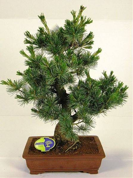 Бонсай Сосна - Bonsai Pinus D35 H70