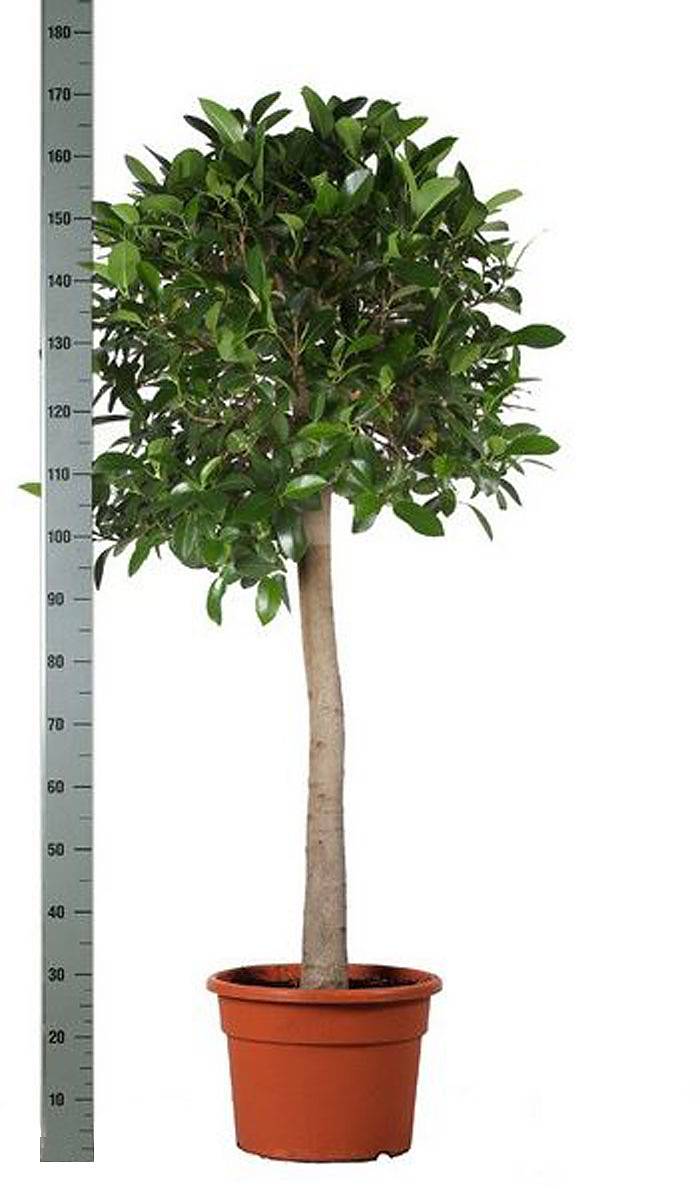 Австралийский фикус  штамб - Ficus australis D40 H175