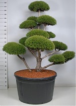 Бонсай Сосна- Bonsai Pinus mugo D91 H240