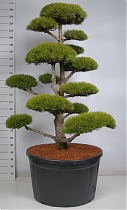 Бонсай Сосна - Bonsai Pinus mugo D91 H270