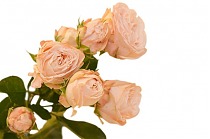 Роза кустовая Бомбастик 40 см. 10 штук