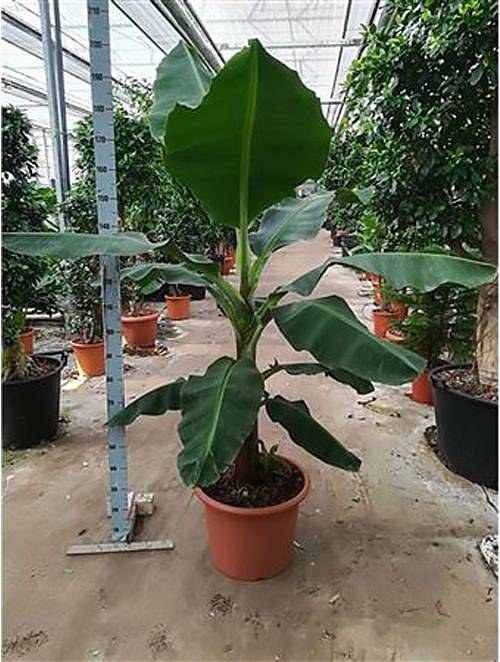 Банановая пальма Муса - Musa Tropicana D50 H210