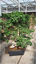Бонсай Фикус Микрокарпа в керамическом кашпо - Bonsai Ficus microcarpa D70 H190