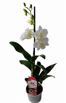 Дендробиум фаленопсис или Дендробиум двугорбый - Dendrobium phalaenopsis D12 H40