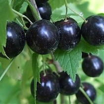 Смородина черная Вологда - Ribes nigrum Vologda 1,5-2 ltr, 80-120 см