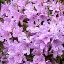 Азалия Японская - Rhododendron impeditum (плотный) Buchlovice D17 H40