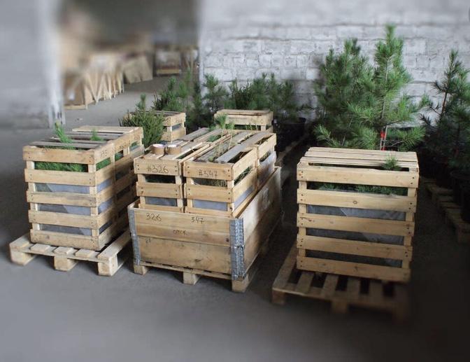 Упаковка растений и доставка в Москву