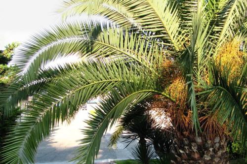 Пальма Финик канарский  листовая пластина