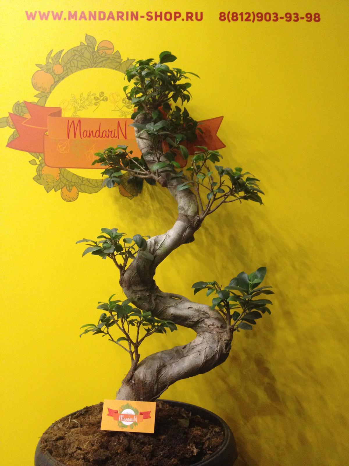 Bonsai Ficus microcarpa в магазине Мандарин фото
