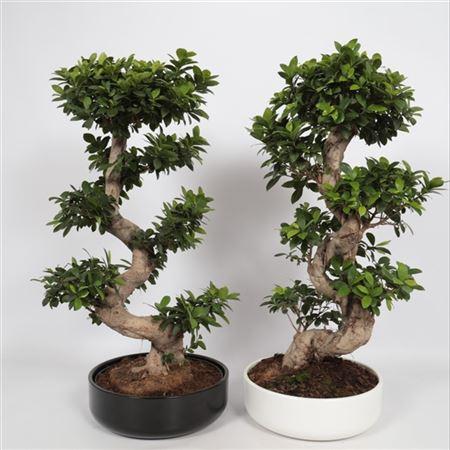 Бонсай Фикус Микрокарпа в черном керамическом кашпо - Bonsai Ficus microcarpa D45 H100