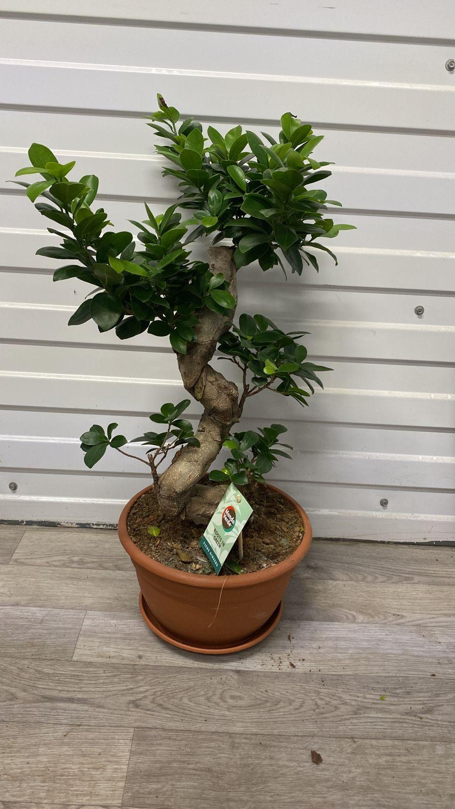 Бонсай Фикус Микрокарпа - Bonsai Ficus microcarpa D23 H65