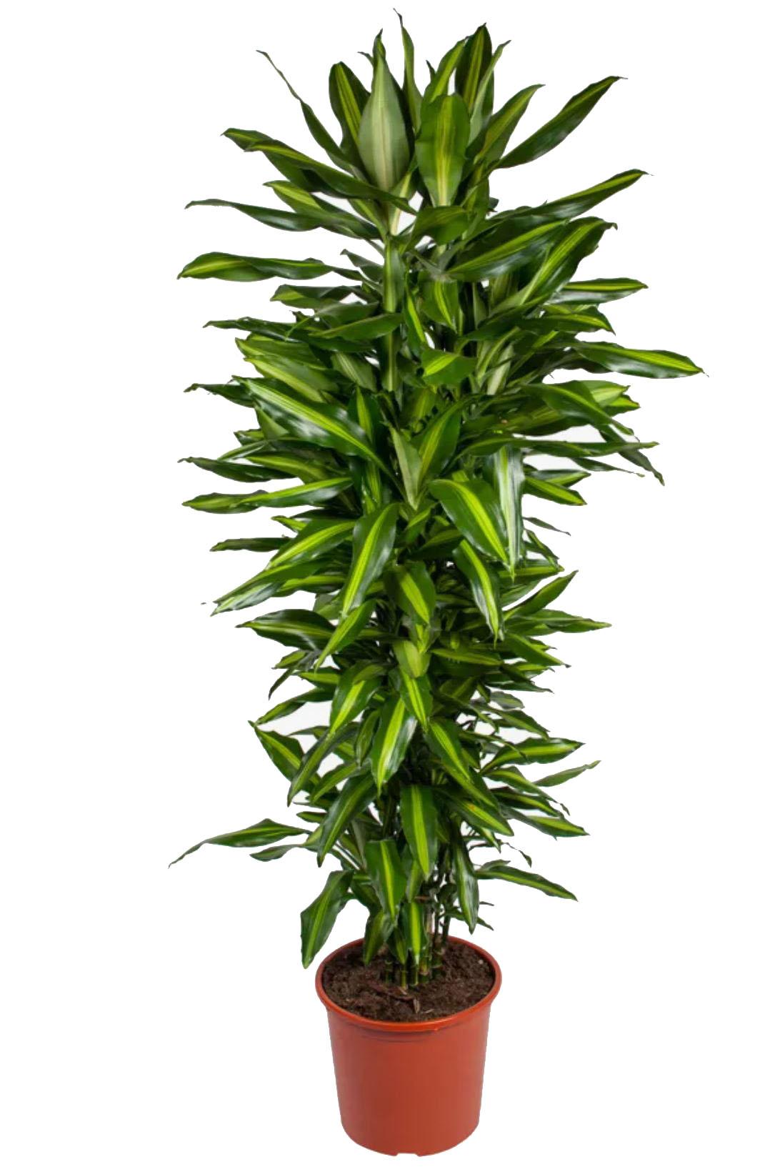 Драцена душистая (Dracaena fragrans)