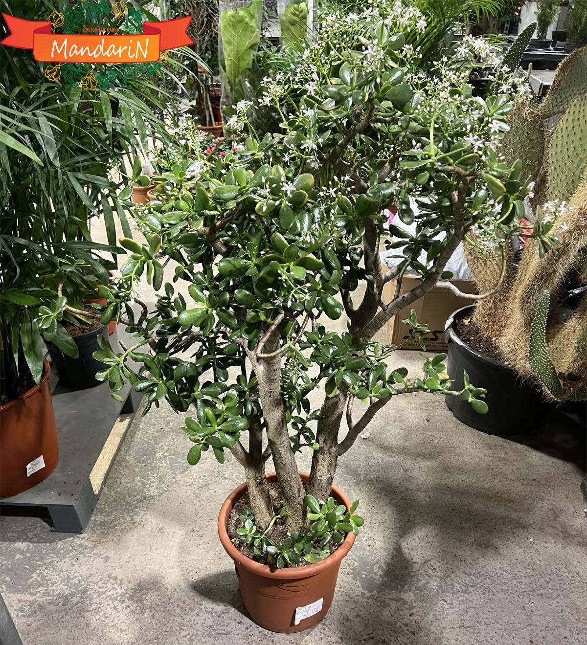 Крассула Голлум - Crassula ovata Gollum D48 H120
