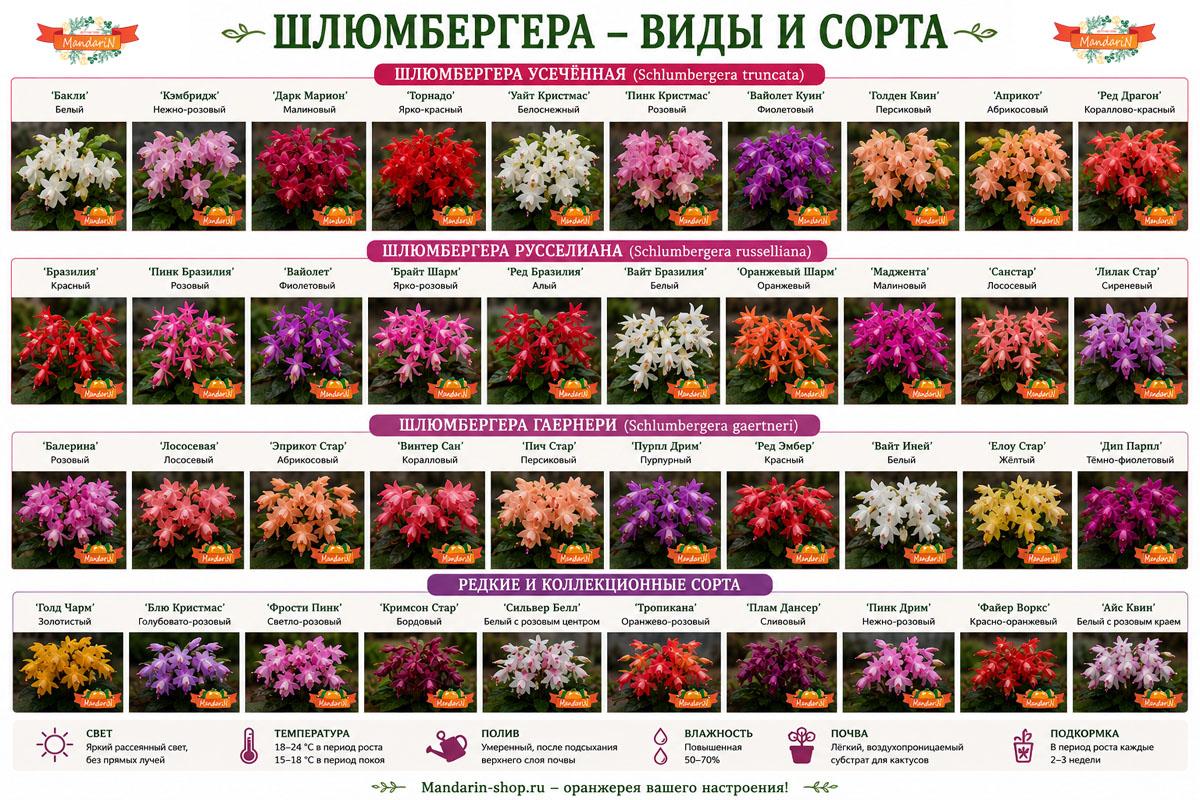 Шлюмбергера (Декабрист) купить