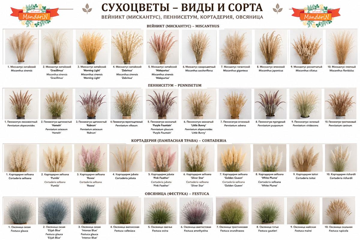 Сухоцветы купить