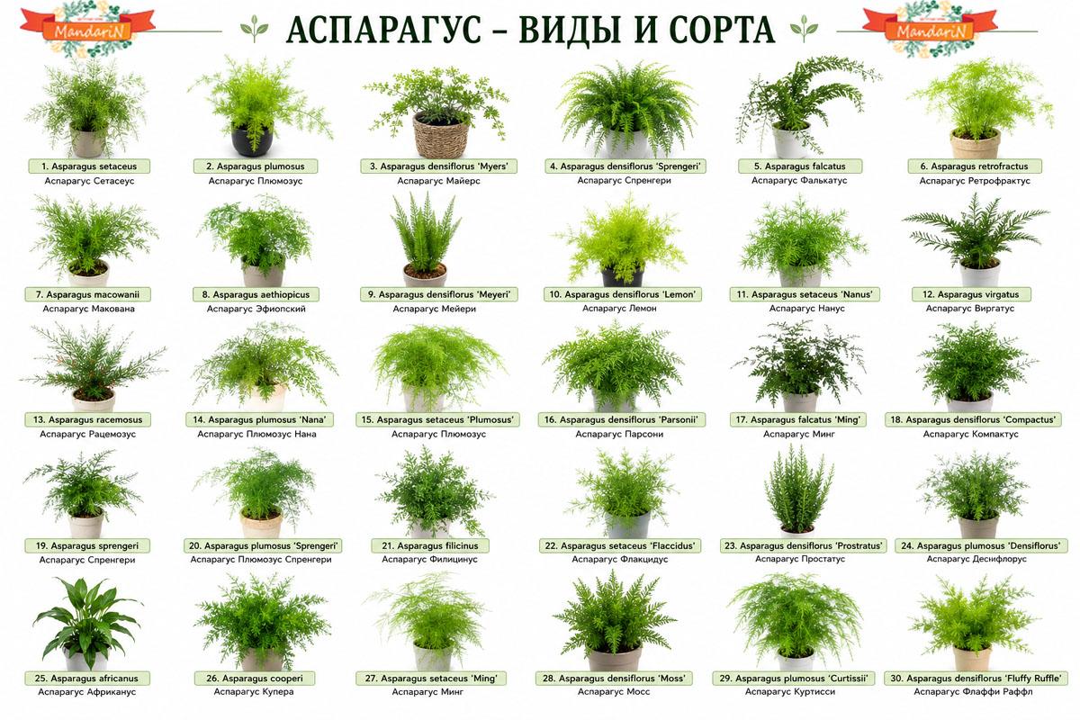 Аспарагус, Спаржа купить