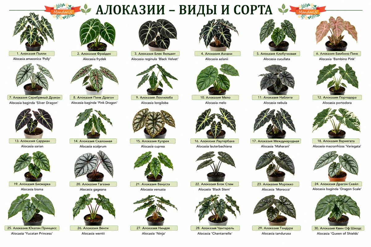 Алоказия купить
