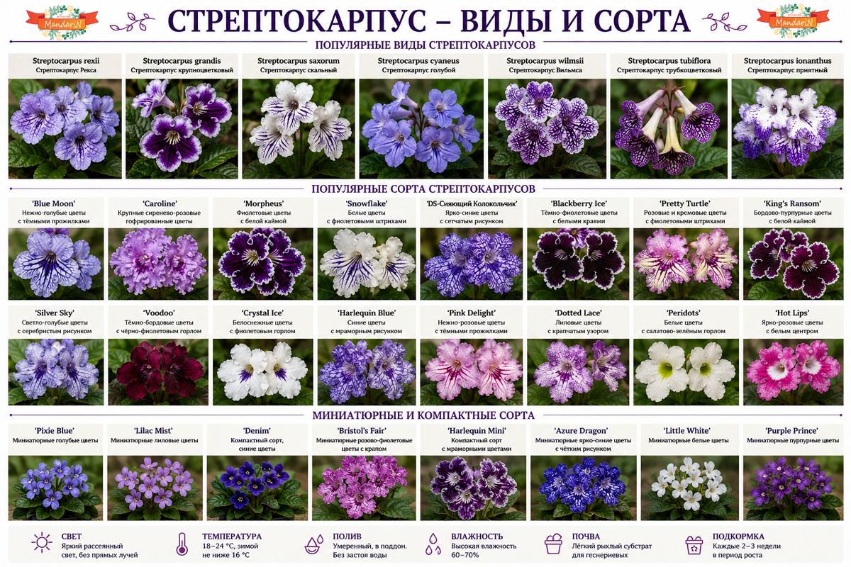 Стрептокарпус купить