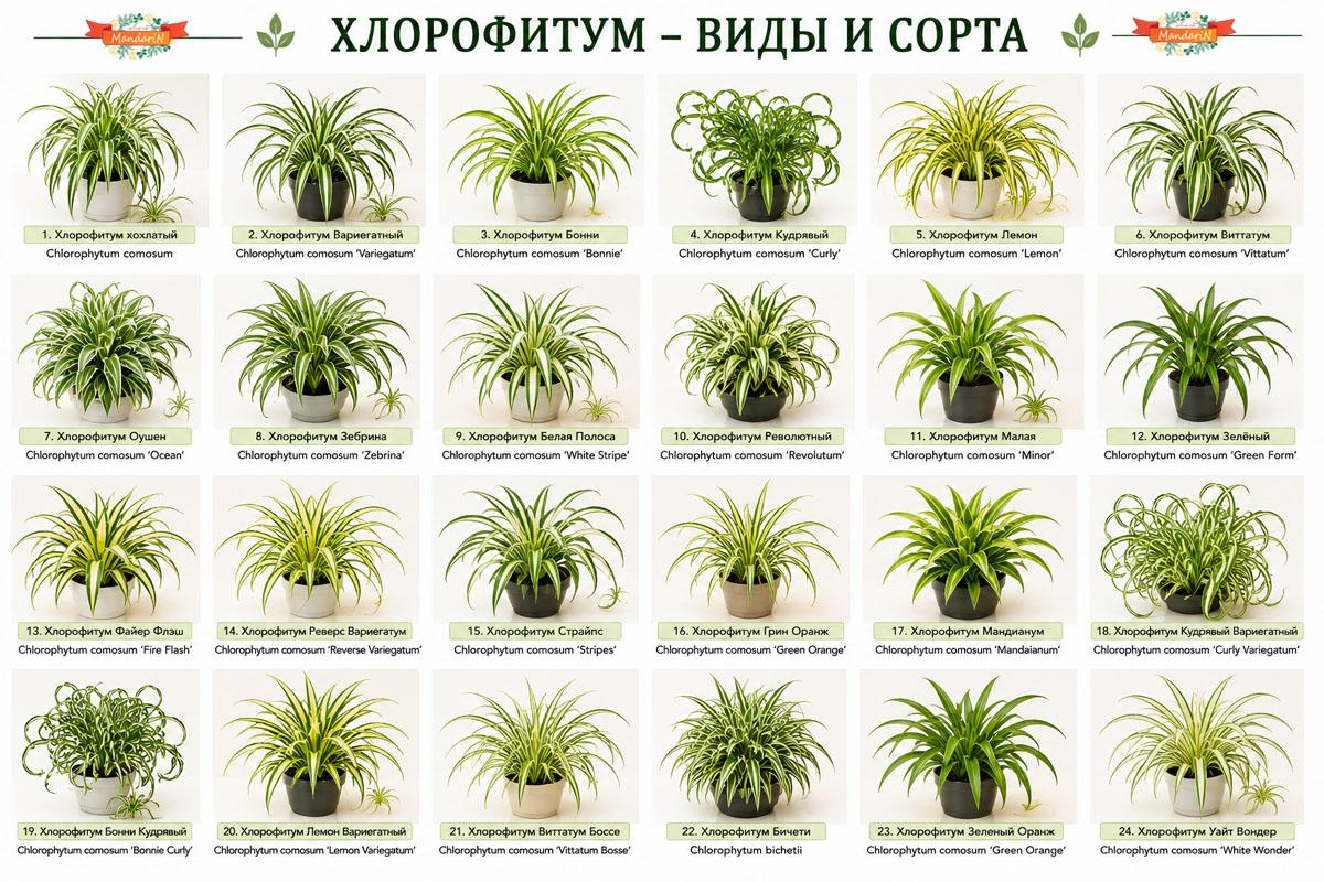 Хлорофитум купить
