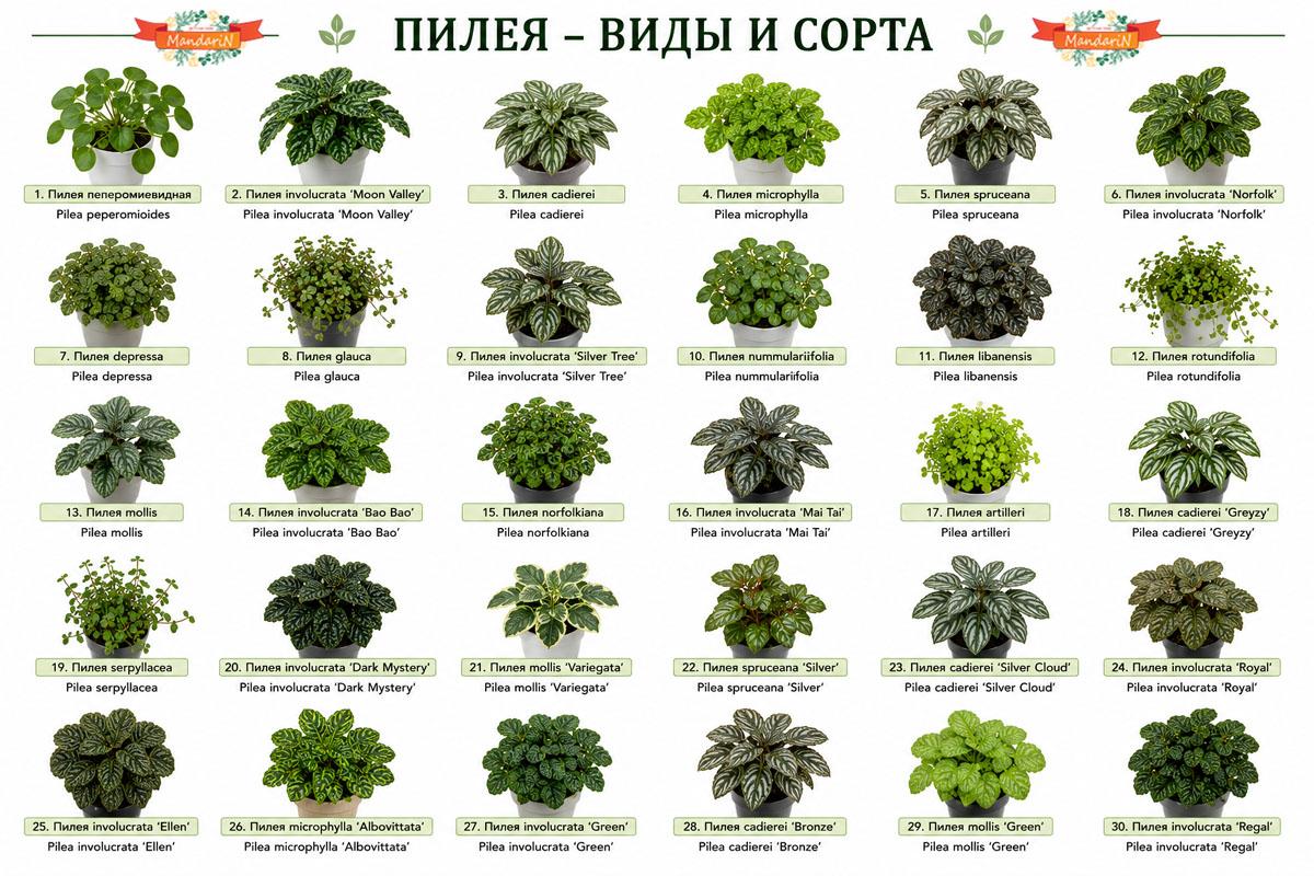 Пилея купить