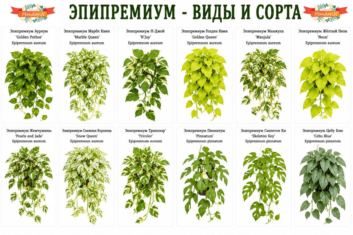 Эпипремнум купить