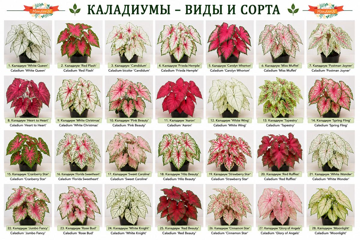 Каладиум купить