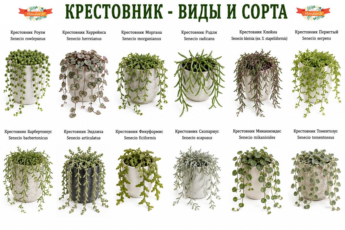 Крестовник купить