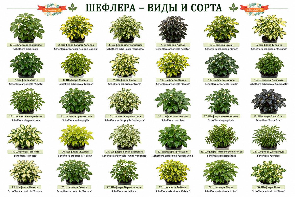 Шефлера Тринетте